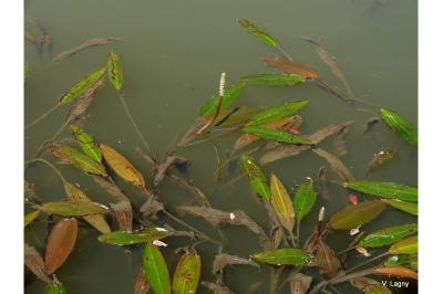 <i>Potamogeton nodosus</i>