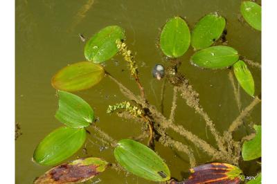 <i>Potamogeton natans</i>