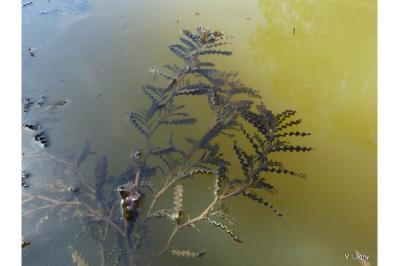 <i>Potamogeton crispus</i>
