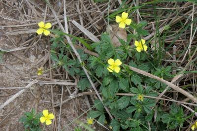 <i>Potentilla erecta</i>