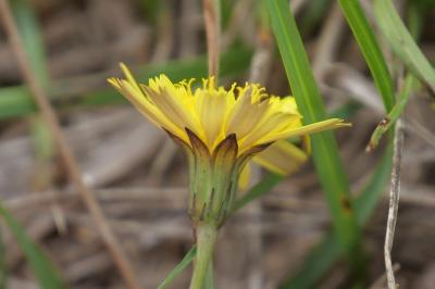 <i>Leontodon saxatilis</i>