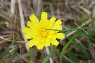 <i>Leontodon saxatilis</i>