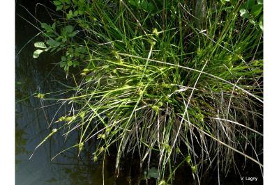 <i>Carex demissa</i>