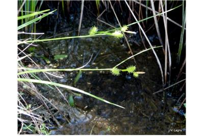 <i>Carex demissa</i>