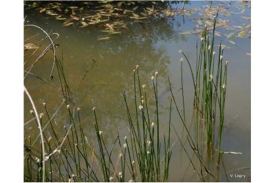 <i>Eleocharis palustris</i>