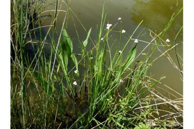 <i>Alisma lanceolatum</i>