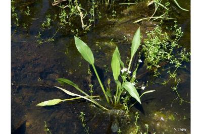<i>Alisma lanceolatum</i>
