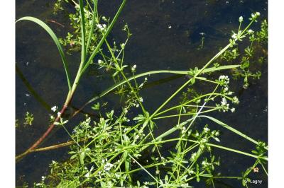 <i>Galium palustre</i>