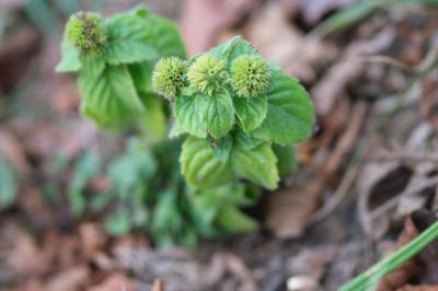<i>Mentha aquatica</i>