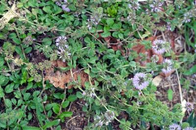 <i>Mentha pulegium</i>