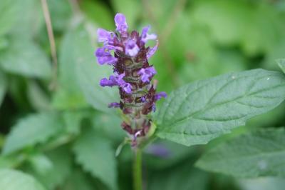 <i>Prunella vulgaris</i>