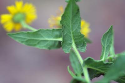 <i>Pulicaria dysenterica</i>