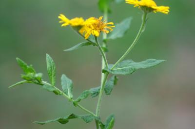 <i>Pulicaria dysenterica</i>