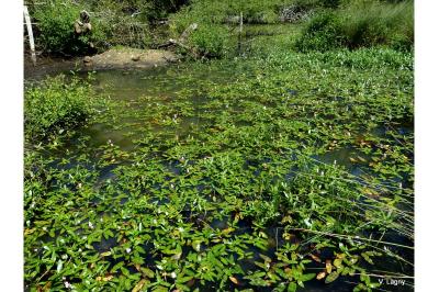 <i>Persicaria amphibia</i>