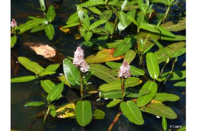 <i>Persicaria amphibia</i>