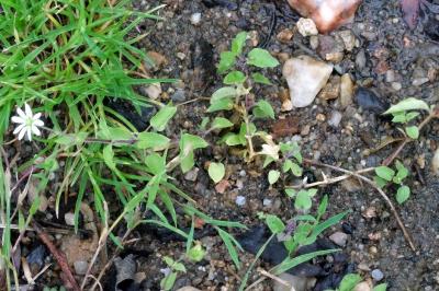 <i>Stellaria aquatica</i>