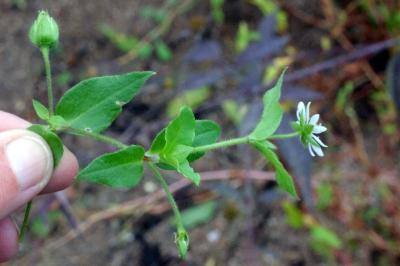 <i>Stellaria aquatica</i>