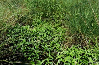 <i>Persicaria amphibia</i>