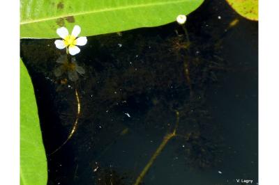 <i>Ranunculus trichophyllus</i>