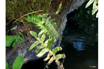 <i>Polypodium vulgare</i>