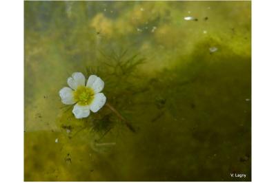 <i>Ranunculus trichophyllus</i>