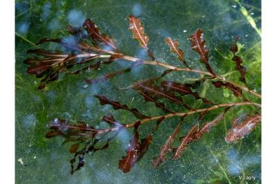 <i>Potamogeton crispus</i>