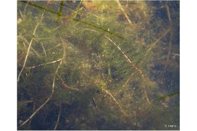 <i>Myriophyllum spicatum</i>