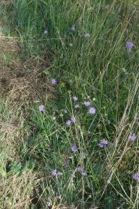 <i>Succisa pratensis</i>