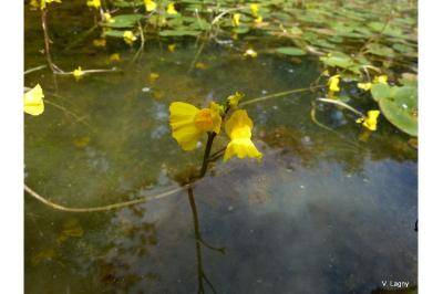 <i>Utricularia neglecta</i>