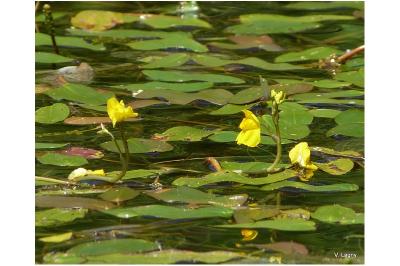 <i>Utricularia neglecta</i>