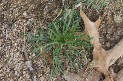 <i>Plantago coronopus</i>