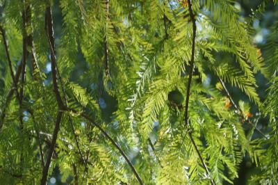 <i>Taxodium distichum</i>