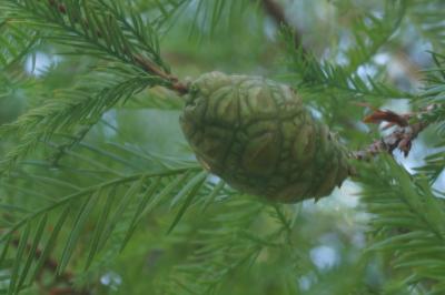 <i>Taxodium distichum</i>
