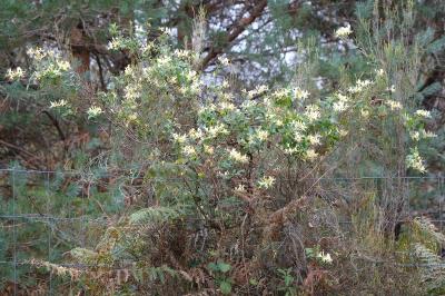 <i>Lonicera periclymenum</i>