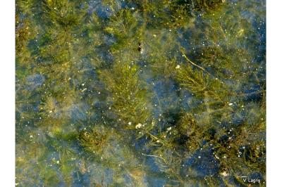 <i>Ceratophyllum demersum</i>
