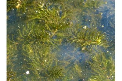 <i>Ceratophyllum demersum</i>