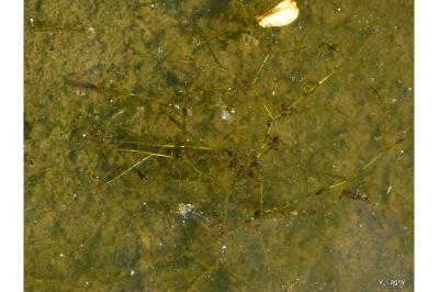 <i>Potamogeton trichoides</i>