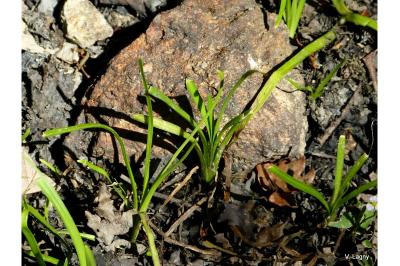 <i>Sparganium emersum</i>
