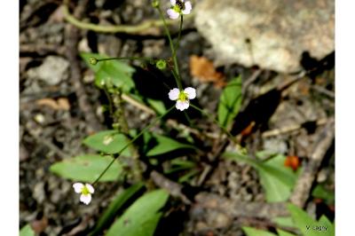 <i>Alisma lanceolatum</i>