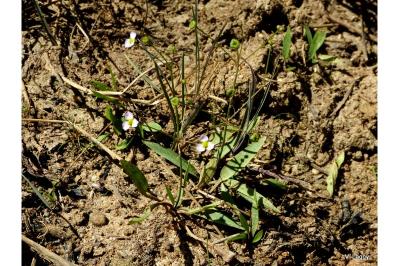 <i>Alisma lanceolatum</i>