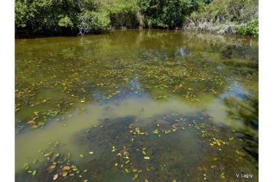 <i>Potamogeton natans</i>