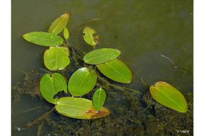 <i>Potamogeton natans</i>