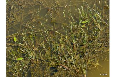 <i>Juncus bulbosus</i>
