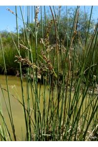 <i>Juncus inflexus</i>