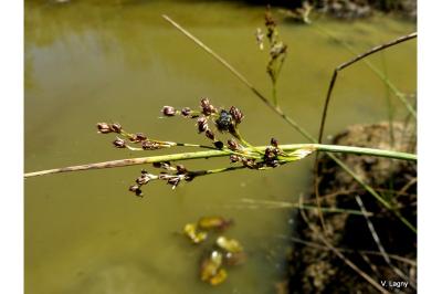 <i>Juncus inflexus</i>