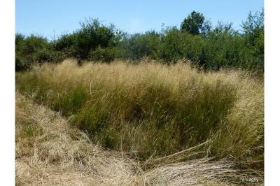 <i>Deschampsia cespitosa subsp. cespitosa</i>