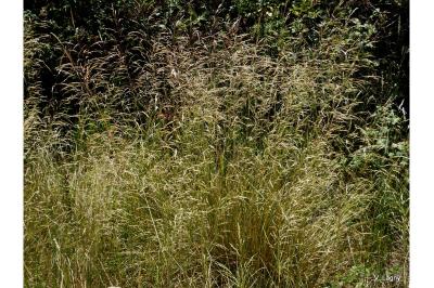 <i>Deschampsia cespitosa subsp. cespitosa</i>