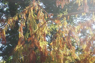<i>Taxodium distichum</i>