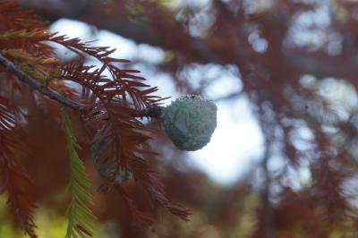 <i>Taxodium distichum</i>
