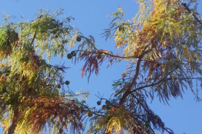 <i>Taxodium distichum</i>